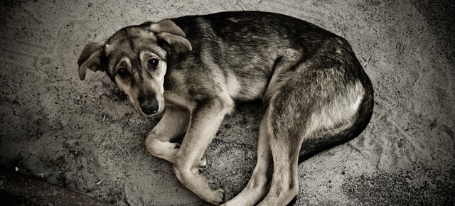 Собачьи чувства