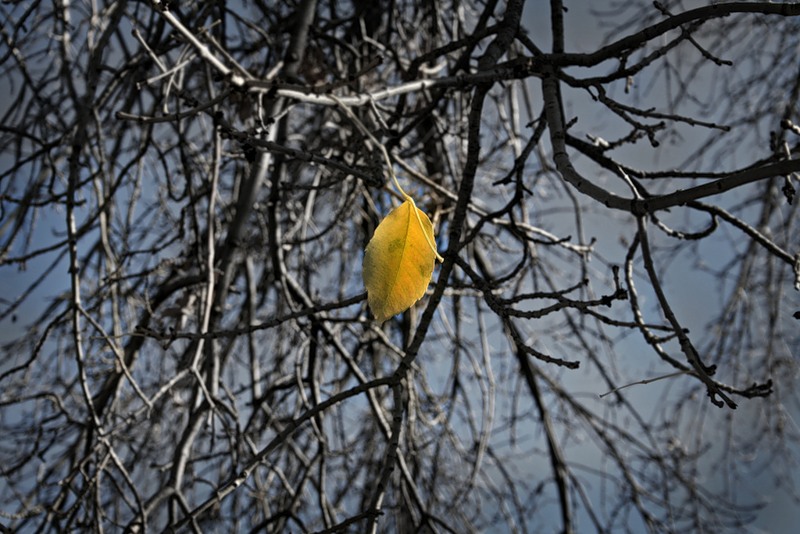Березка последние. Одинокий лист на дереве. Одинокий листик на дереве. Последний листик на дереве. Одинокий желтый лист на дереве.