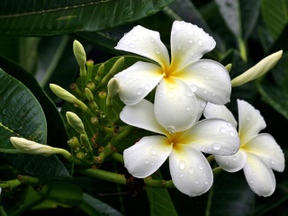 Обращение к сыну