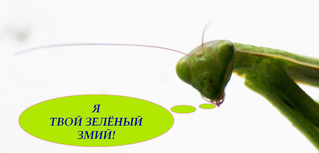 Запой. он. мой