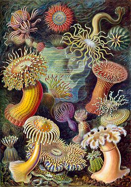 Актиния. Ирина Счастнева