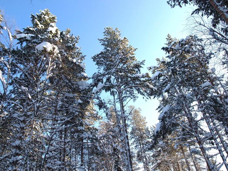 Корабельные сосны пророчат