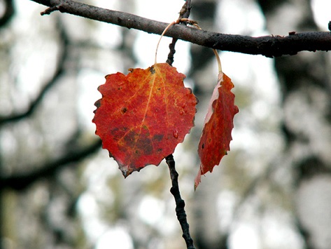 Бежим, спешим, не успеваем...