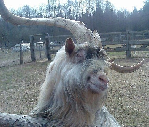 Влюблённый козёл... Басня...