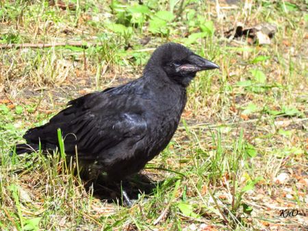 Чёрненький грачонок. Лира Ликбеза