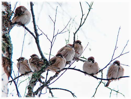Ноябрьское утро - зарисовки