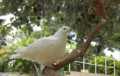 Свидание с детством