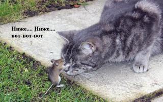 Я, кошка и храбрый мыш