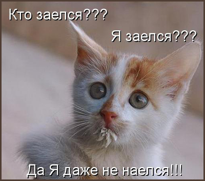 Сколько влезает в Кота? Delmi