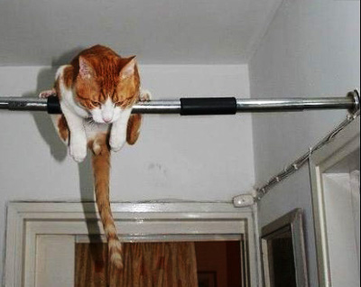 Нота Кота пылесосу. Рита Зайцева