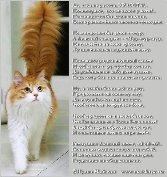 Песня кошка хвостом. Стихотворение хвосты. Стих про кошку. Стихотворение про хвост у кота. Стих про кошачий хвост.
