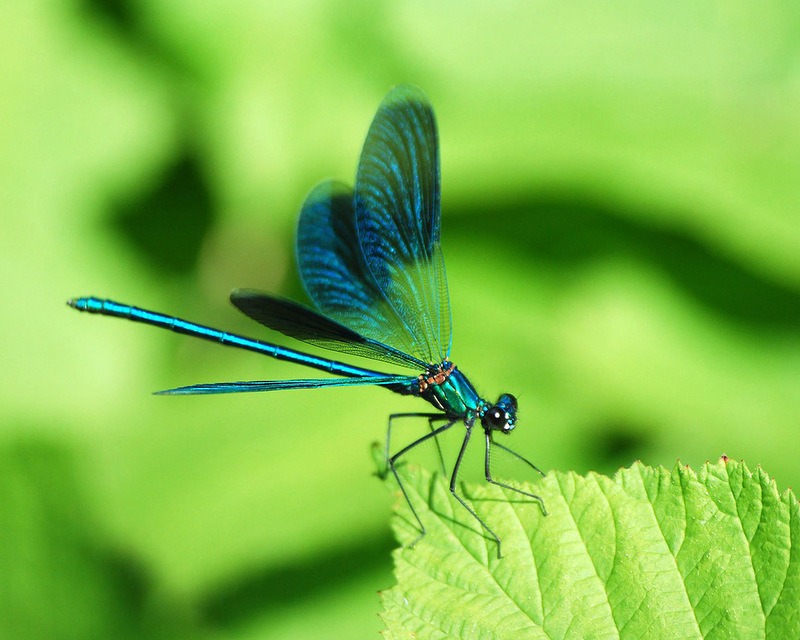 Непоседа стрекоза