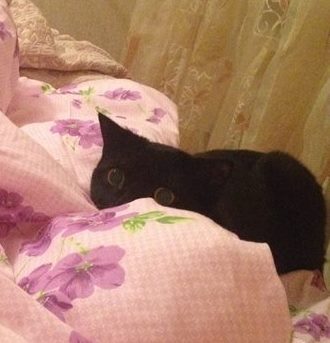 Снова про моего кота...