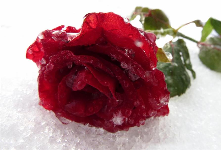 Цветок на снегу