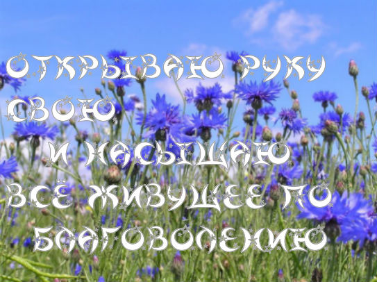 История о братьях наших меньших