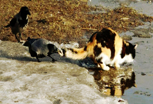С этими кошками просто беда! Надежда Мордасова