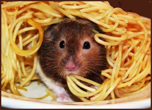 Морская свинка на ярмарке. Адела Василой