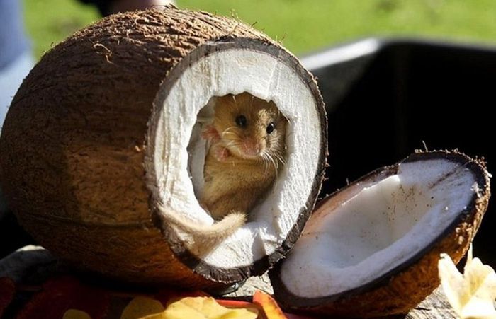 Песня неунывающего мышонка. Александр Савостьянов