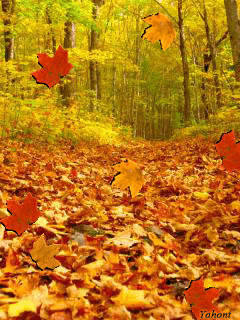 Ах, этот жёлтый листопад...