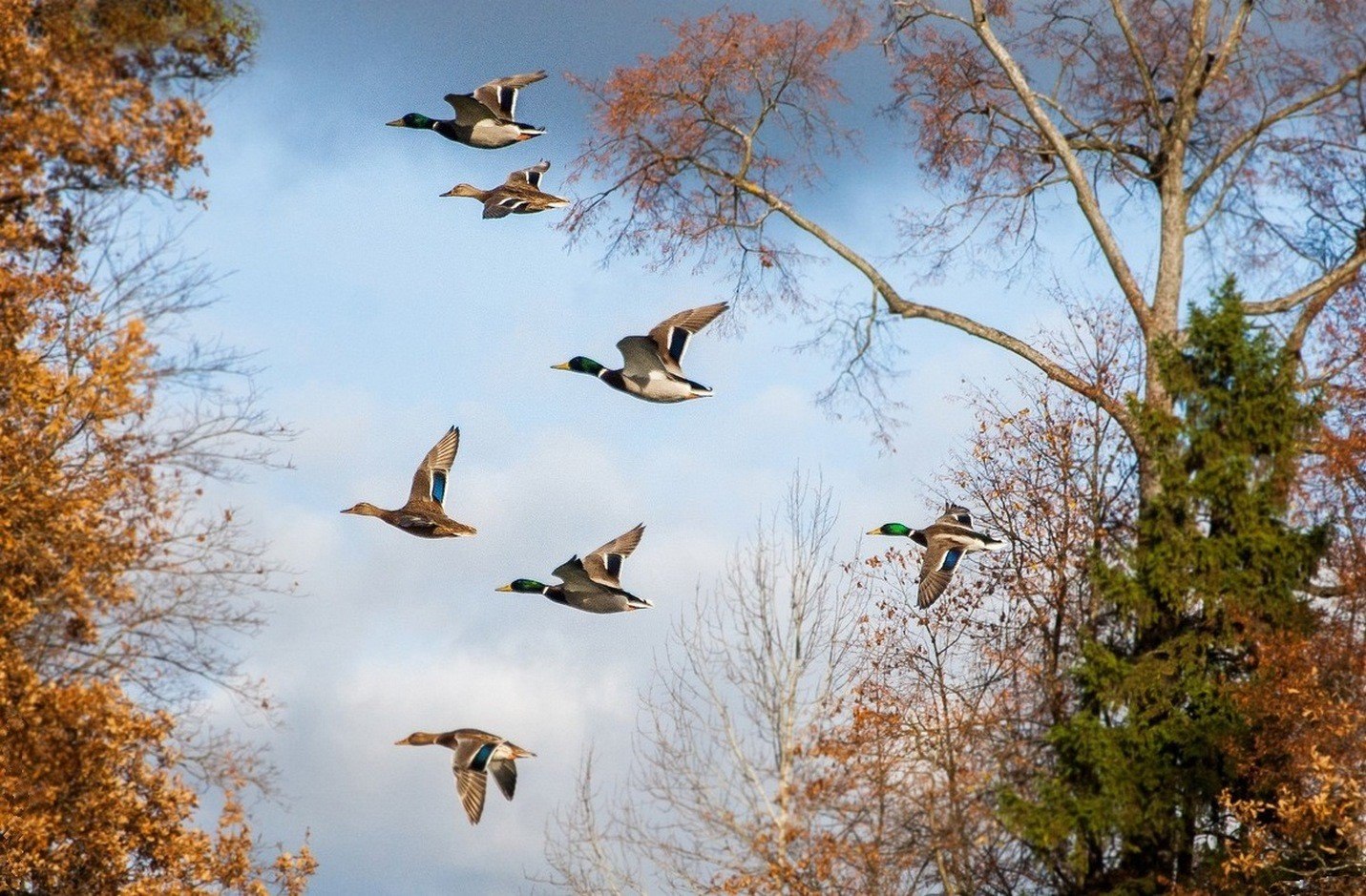 264. Птицы моей Родины