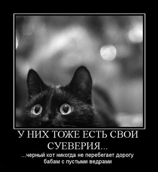 Чёрный кот на пути