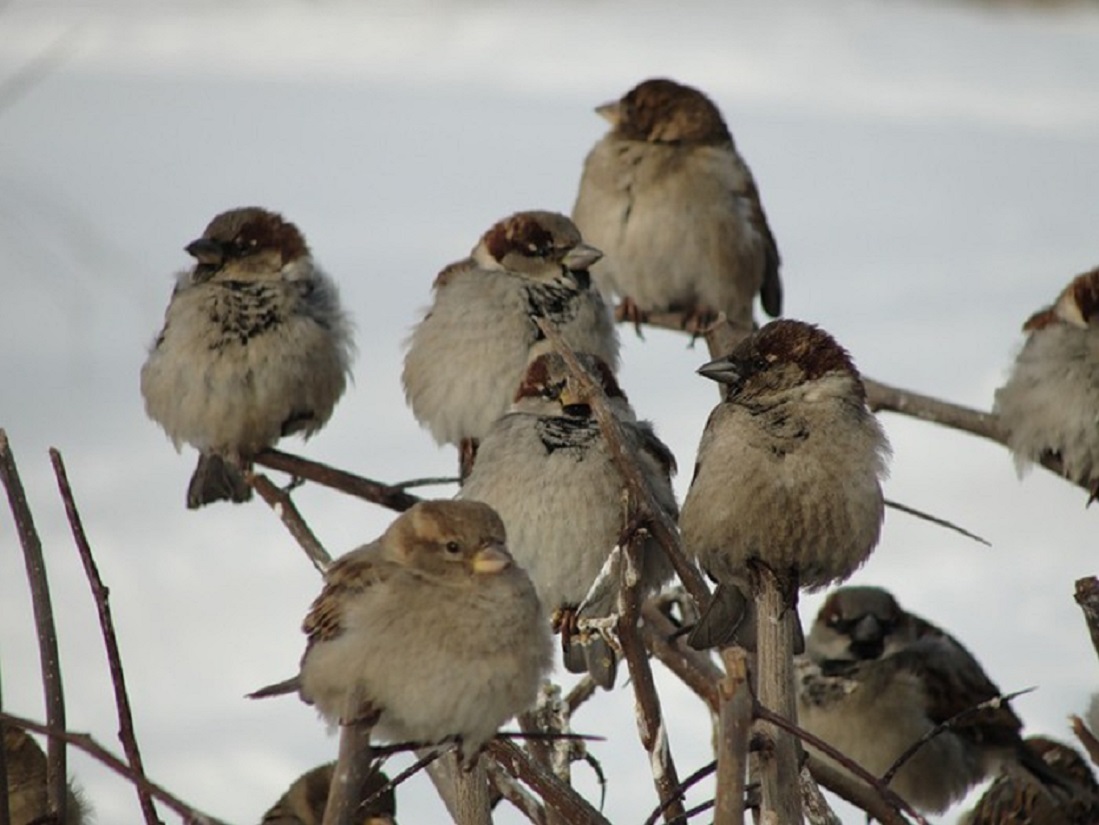 Ворожат дела достойно...