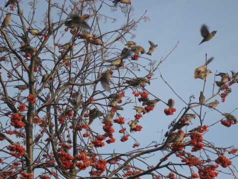 Свиристели