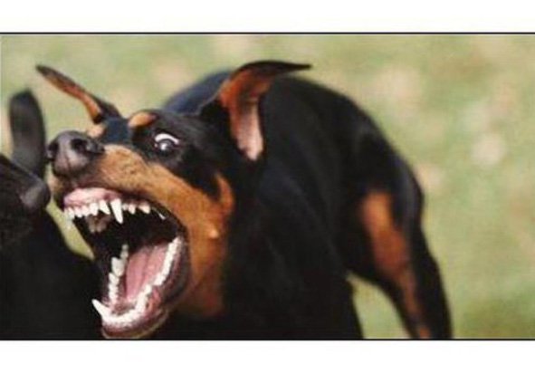 Дворняги лают на Россию! Информвойне, Сбор