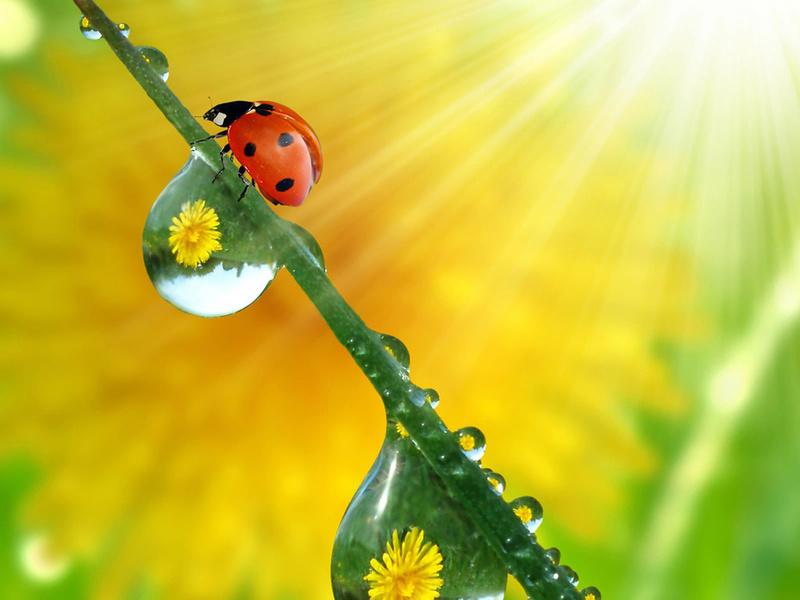 Сумей найти ты в сердце солнца лучик