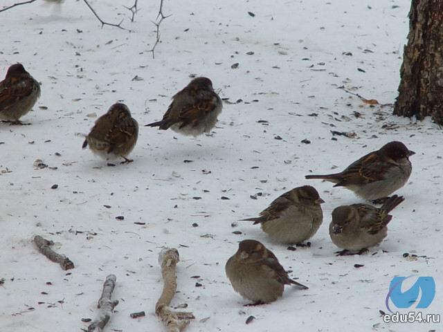 Озябли рученьки