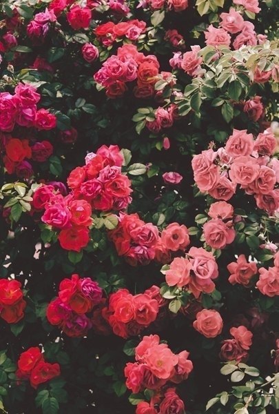 Письмо матери