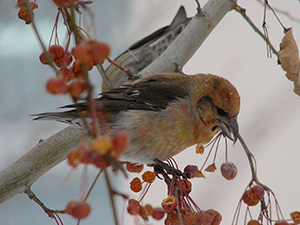 Печальная песенка