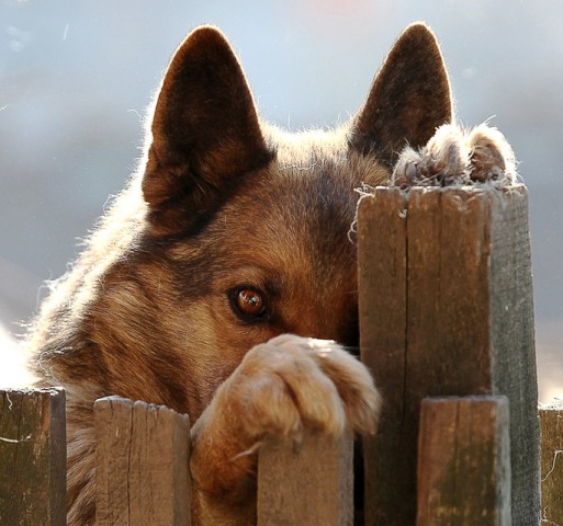 У животных есть душа