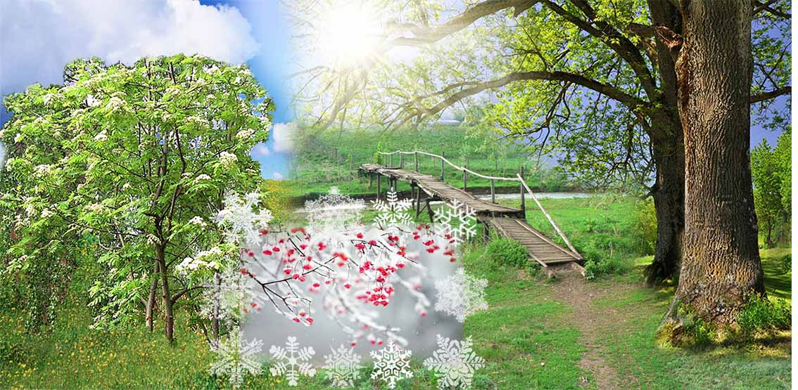 Марина Царь Волкова-Скачут синицы по Тонкой Рябине