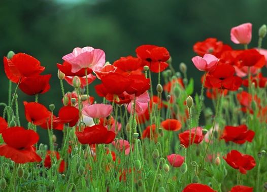 Судьба моя...