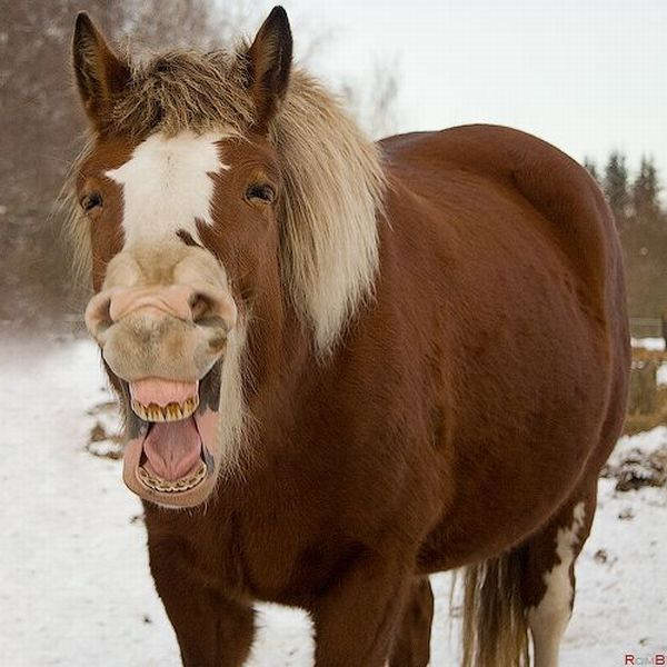 Оторжал год лошадки...