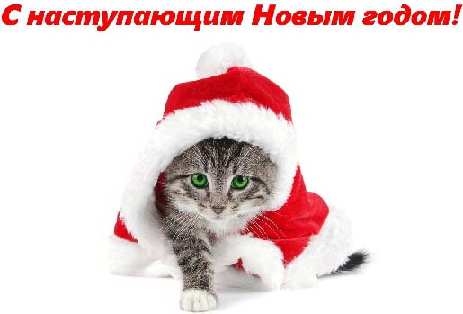 Кот и Новый год
