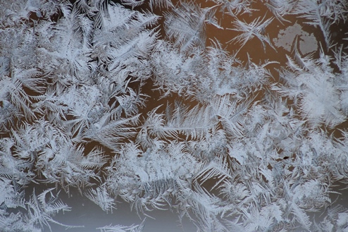 Снежные птицы