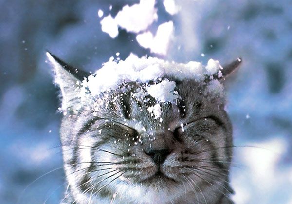 Новогодний ветерок