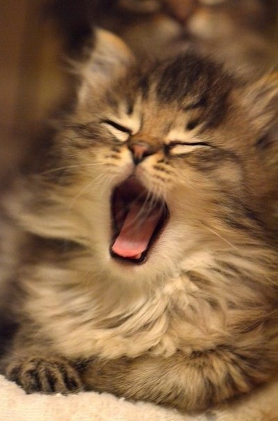 2. Читая книжки, я зеваю