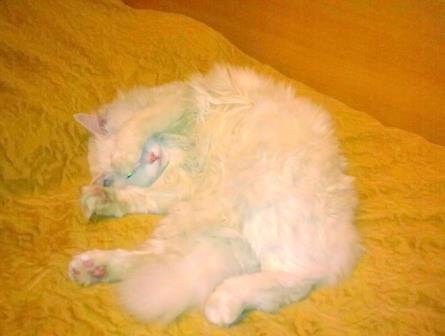 Старое о моем Зайце