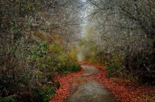 Отменила осень акварели...