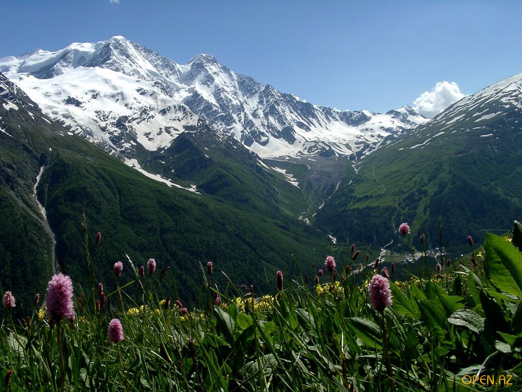 Эдельвейсы любви