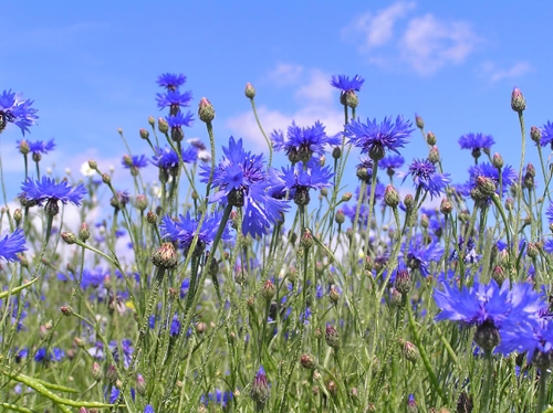 Заря колосилась над лугом