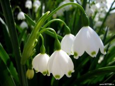 Придет опять весна...