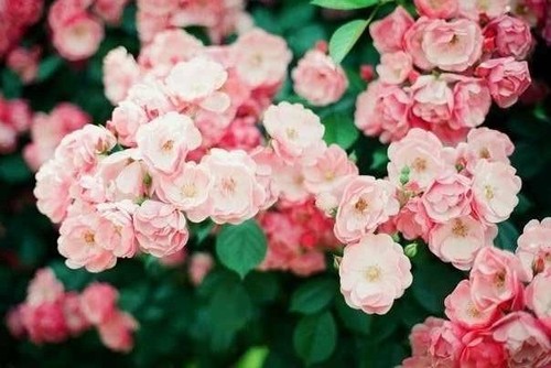 Слова не умирают