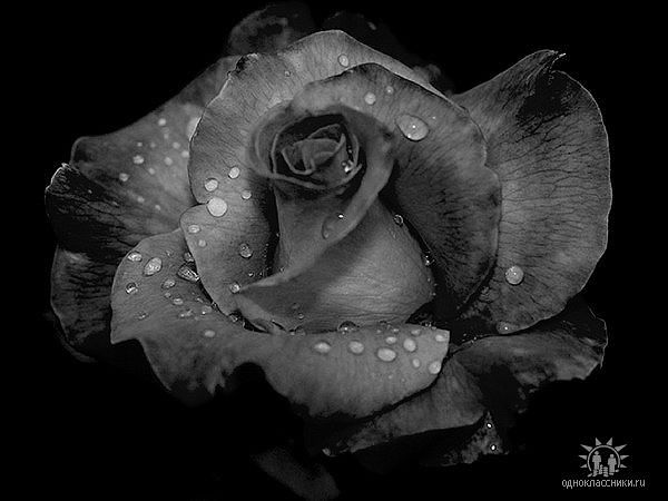 Непостижимость чувств