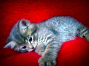 Вот такой котёнок мой