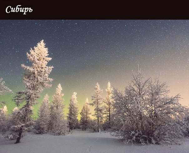 Мой зимний сад