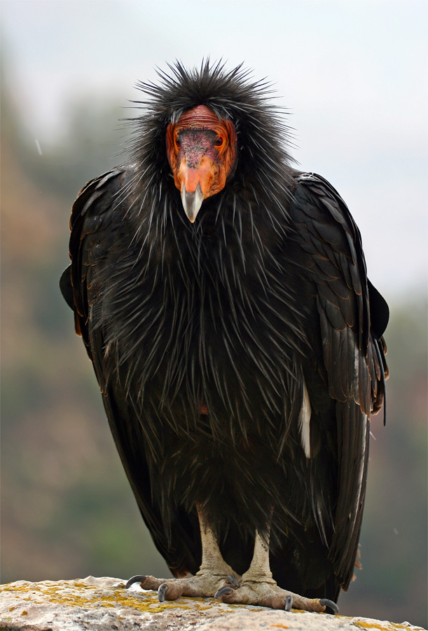 не в райском саду их кормили и выкормили